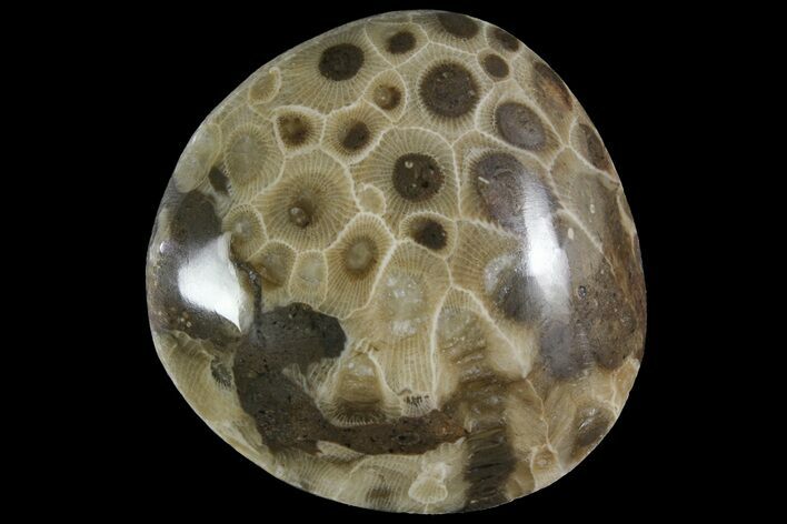 Polished Petoskey Stone (Fossil Coral) - Michigan #156079